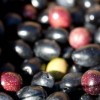 curing olives (1 of 1)