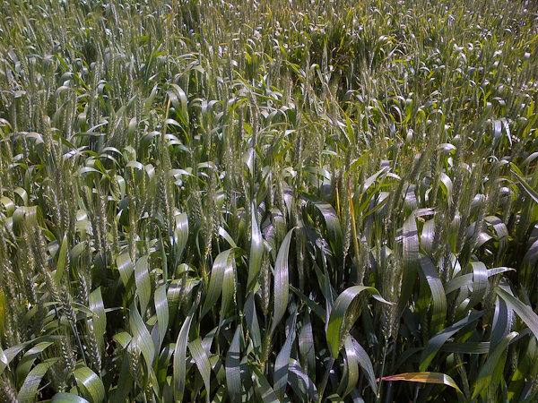 wheat growing (2 of 3)