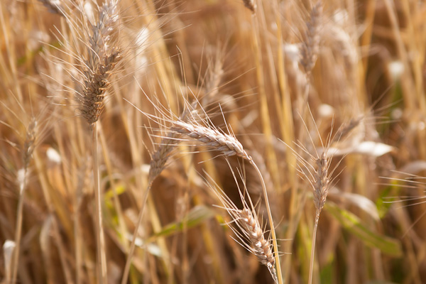 wheat (1 of 9)