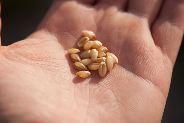 wheat (9 of 9)