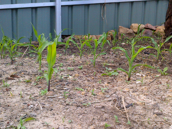 corn (1 of 1)-2