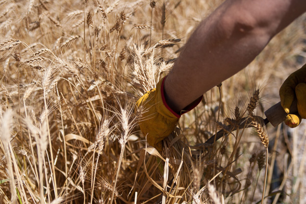 wheat harvest (2 of 7)