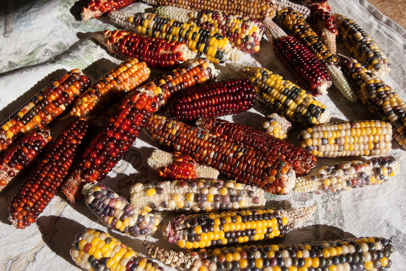 painted mountain corn (1 of 1)-11