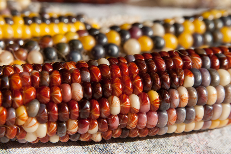 painted mountain corn (1 of 1)-7