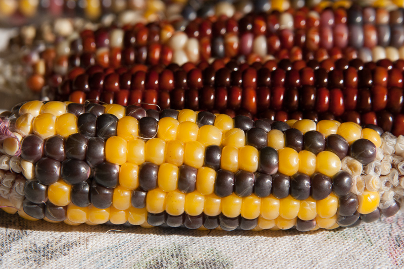 painted mountain corn (1 of 1)-8